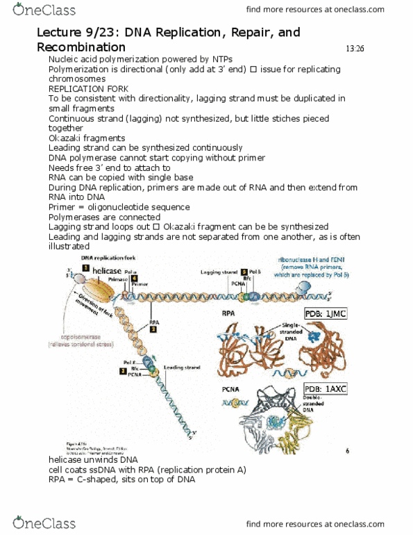 BIOL-UA 21 Lecture Notes - Lecture 6: Okazaki Fragments, Dna Replication, Proliferating Cell Nuclear Antigen thumbnail
