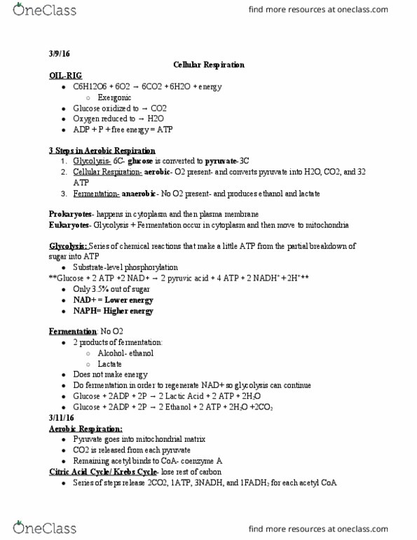 BIOLOGY 151 Lecture Notes - Lecture 22: Acetyl-Coa, Lactic Acid, Mitochondrial Matrix thumbnail