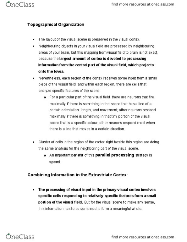 PSYCH 1XX3 Lecture Notes - Lecture 8: Extrastriate Cortex, Visual Cortex, Cortical Column thumbnail