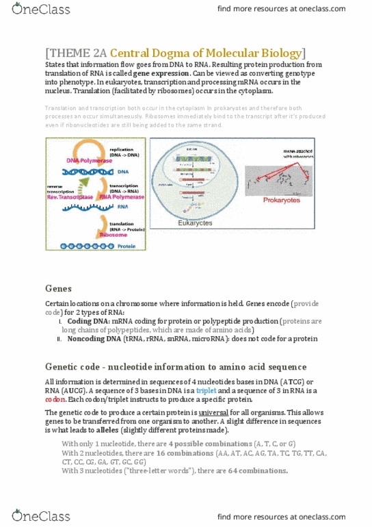 BIOL 243 Lecture Notes - Lecture 4: Coding Strand, Peptide, Prokaryote thumbnail