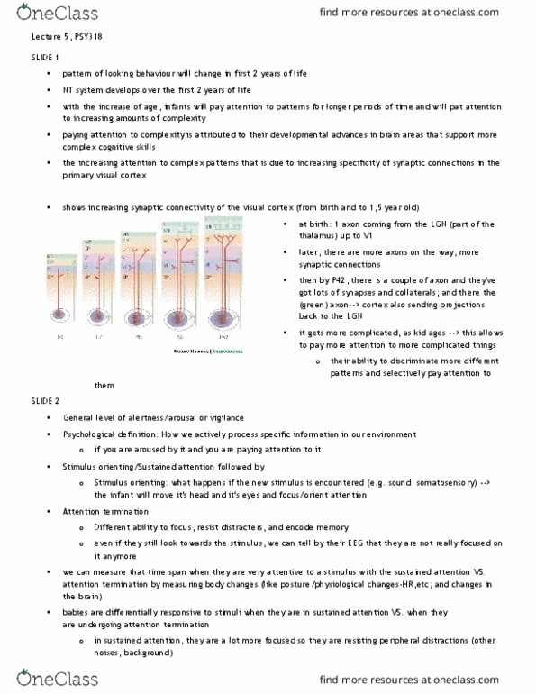 PSY318H5 Lecture Notes - Lecture 5: Oddball Paradigm, Visual Cortex, Frequency Domain thumbnail