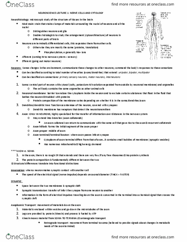 NEU 211 Lecture Notes - Lecture 1: Frontal Lobe, Apma Language, Lateral Sulcus thumbnail