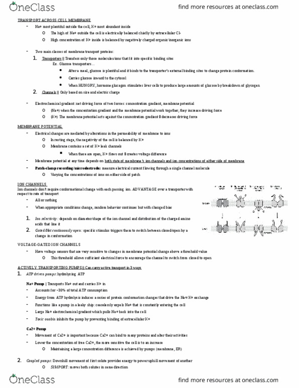 BIO 327 Lecture Notes - Lecture 13: Cytosol thumbnail