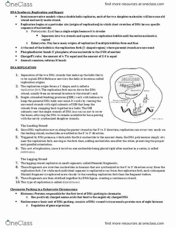 BIO 121 Lecture Notes - Lecture 14: Purine, Intron, Transferase thumbnail