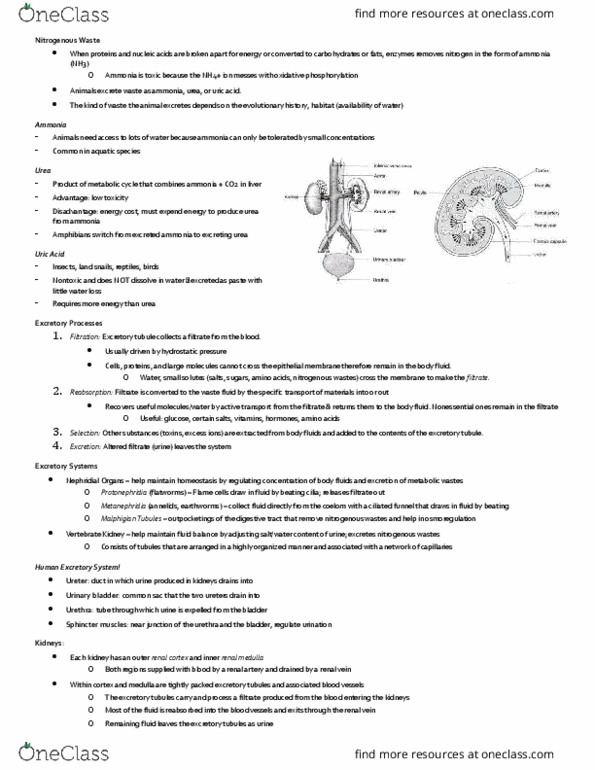 BIO 121 Lecture Notes - Lecture 17: Tral, Umber, Inta thumbnail