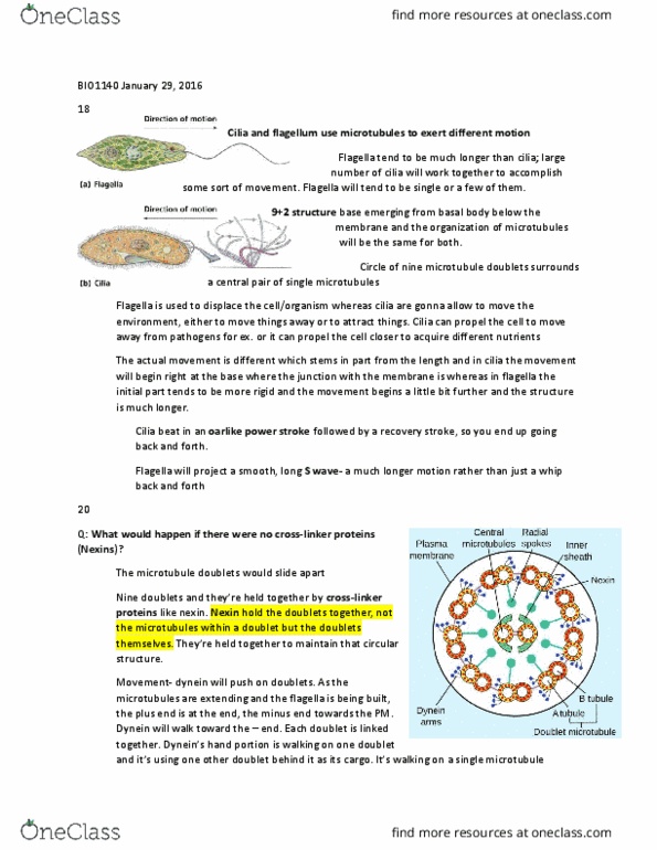 BIO 1140 Lecture 4: BIO1140 January 29 thumbnail