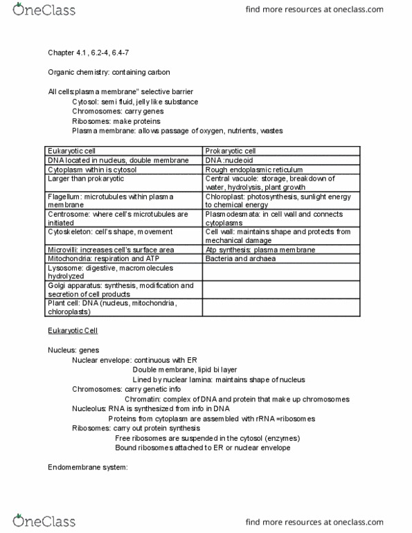 BISC 1111 Lecture Notes - Lecture 4: Phospholipid, Polysaccharide, Amyloplast thumbnail