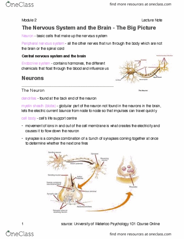 PSYCH101 Lecture Notes - Lecture 2: Peripheral Nervous System, Myelin, Central Nervous System thumbnail