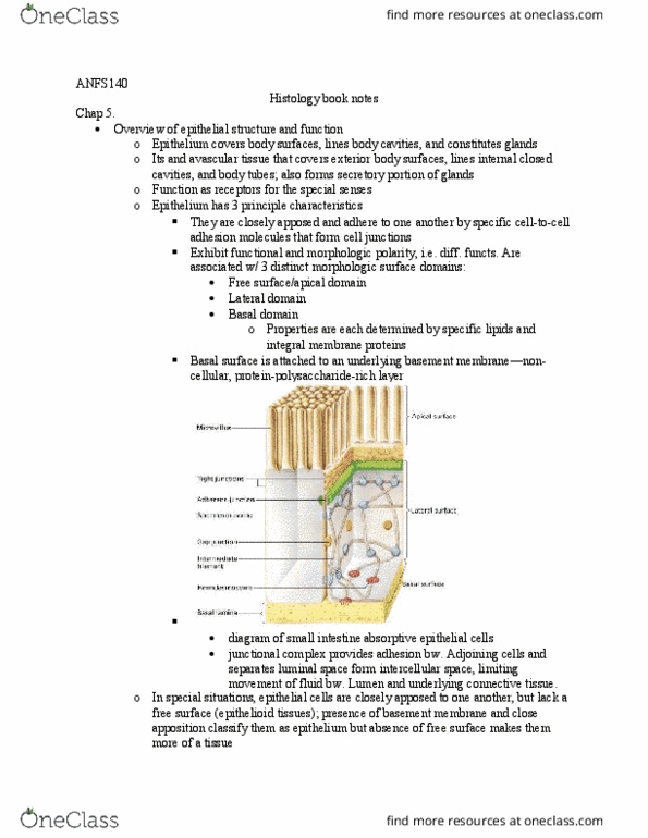 ANFS140 Chapter Notes - Chapter chap 5: High Endothelial Venules, Simple Squamous Epithelium, Cell Adhesion Molecule thumbnail