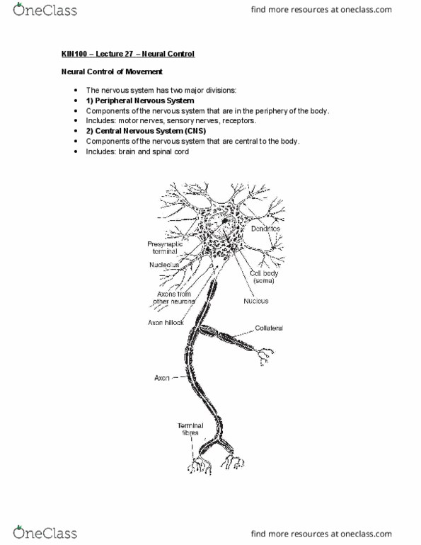 KIN 100 Lecture Notes - Lecture 27: Nucleolus, Stretch Reflex, Muscle Spindle thumbnail