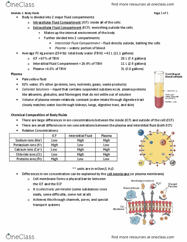 Physiology 2130 Lecture Notes - Lecture 2: Extracellular Fluid, Fibrinogen, Macromolecule thumbnail