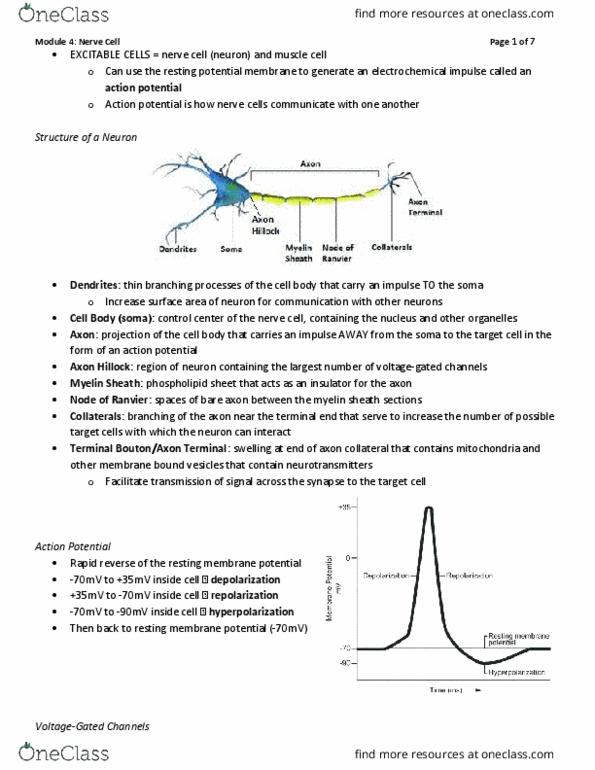 Physiology 2130 Lecture Notes - Lecture 4: Resting Potential, Axon Hillock, Axon Terminal thumbnail