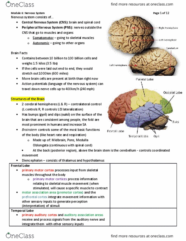 Physiology 2130 Lecture Notes - Lecture 6: Central Nervous System, Auditory Cortex, Postcentral Gyrus thumbnail