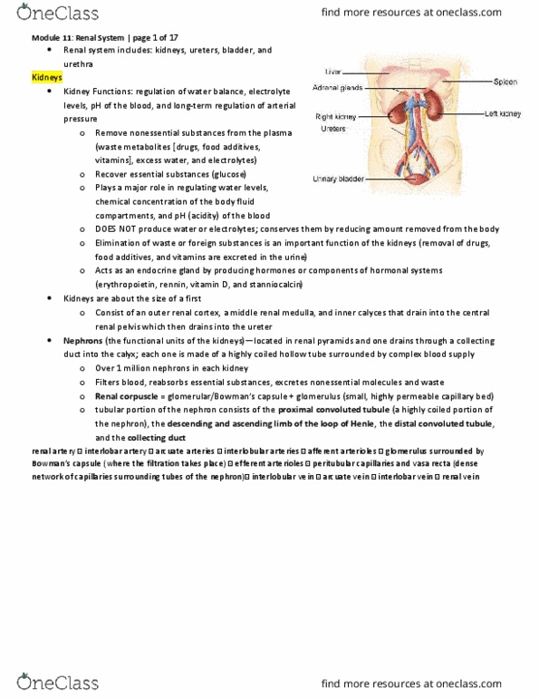 Physiology 2130 Lecture Notes - Lecture 11: Distal Convoluted Tubule, Proximal Tubule, Renal Artery thumbnail