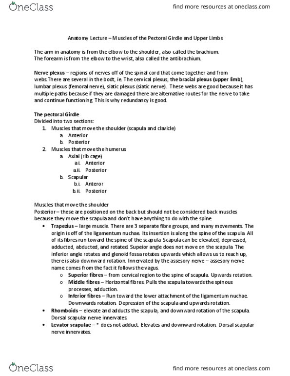 Health Sciences 2300A/B Lecture Notes - Lecture 5: Dorsal Scapular Nerve, Nuchal Ligament, Spine Of Scapula thumbnail