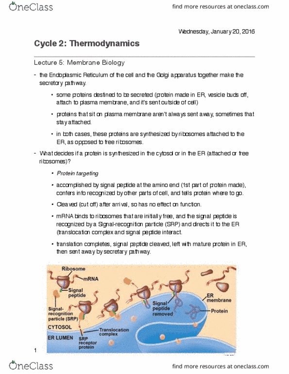 Biology 1002B Lecture 5: Lecture 5- Membrane Biology thumbnail