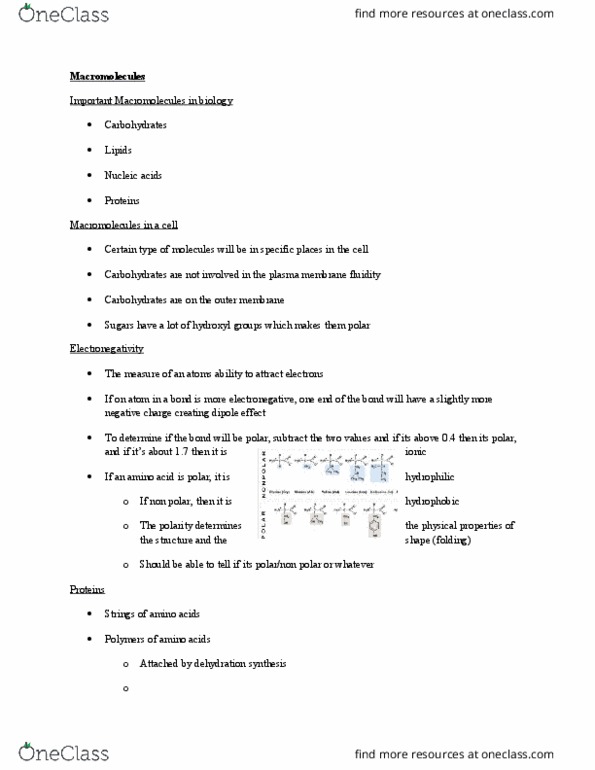 BIO 1140 Lecture Notes - Lecture 13: Dehydration Reaction, Cell Membrane, Carbohydrate thumbnail