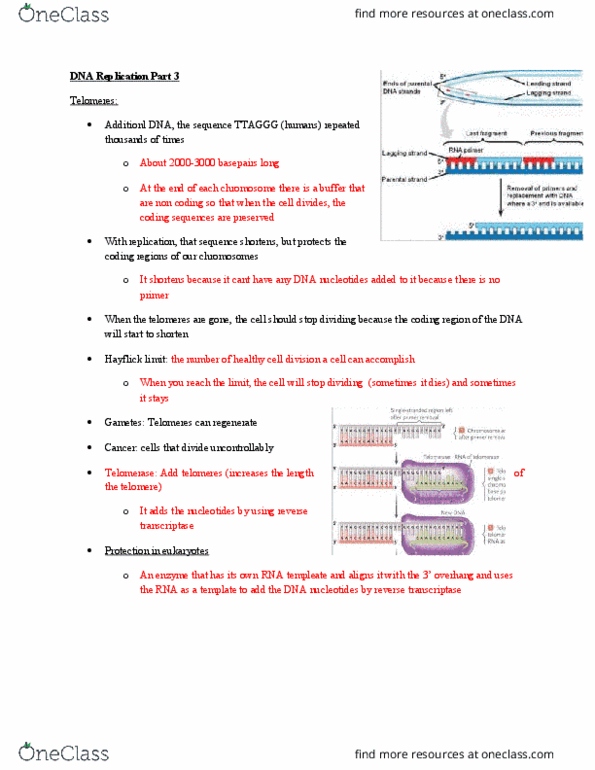 BIO 1140 Lecture Notes - Lecture 11: Dna Replication, Reverse Transcriptase, Hayflick Limit thumbnail