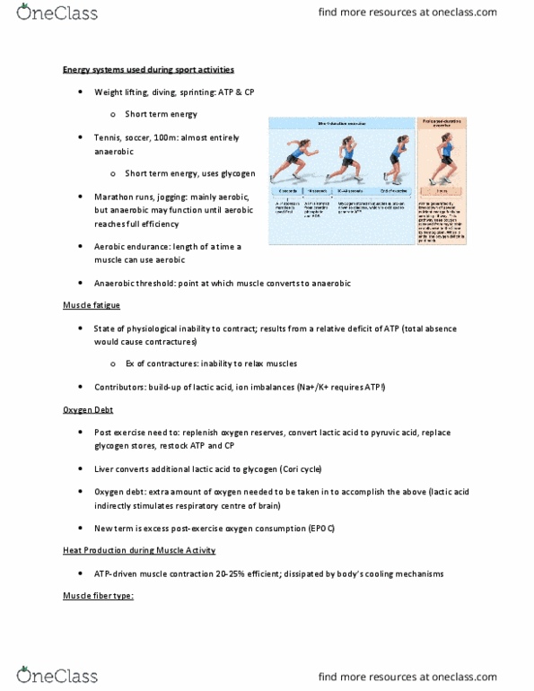 ANP 1105 Lecture Notes - Lecture 6: Lactate Threshold, Cori Cycle, Myocyte thumbnail