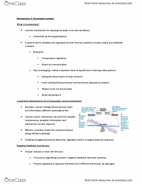 ANP 1105 Lecture Notes - Lecture 4: Homeostasis, Glycogen, Sweat Gland thumbnail