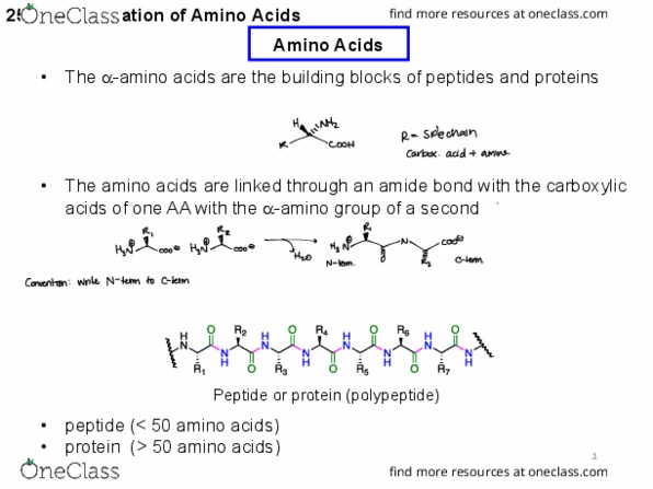 CHEM-2221 Lecture Notes - Lecture 25: Strecker Amino Acid Synthesis, Pyridoxal Phosphate, Isoelectric Point thumbnail