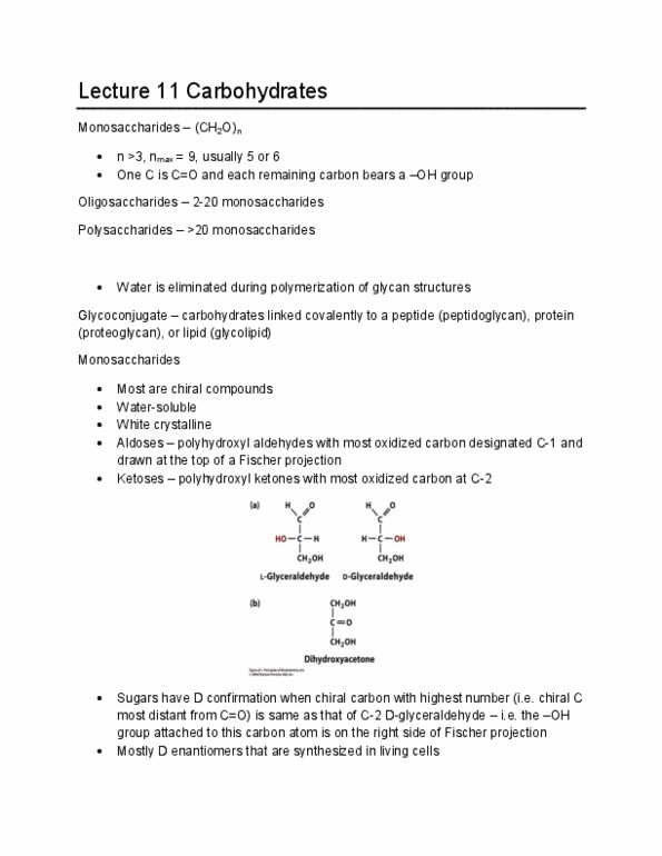 BCH210H1 Lecture Notes - Lecture 11: Collagen, Glycosaminoglycan, Antiporter thumbnail