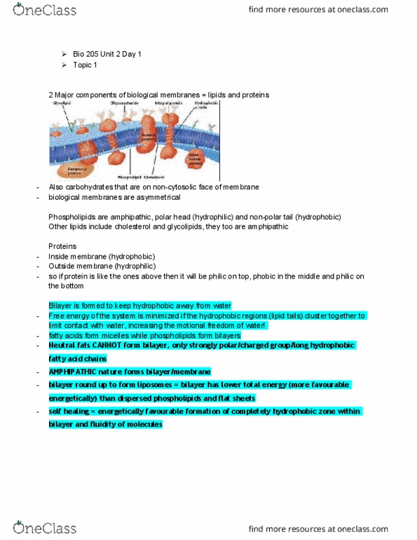 BIOL 205 Lecture Notes - Lecture 2: Oligosaccharide, Organelle, Micelle thumbnail