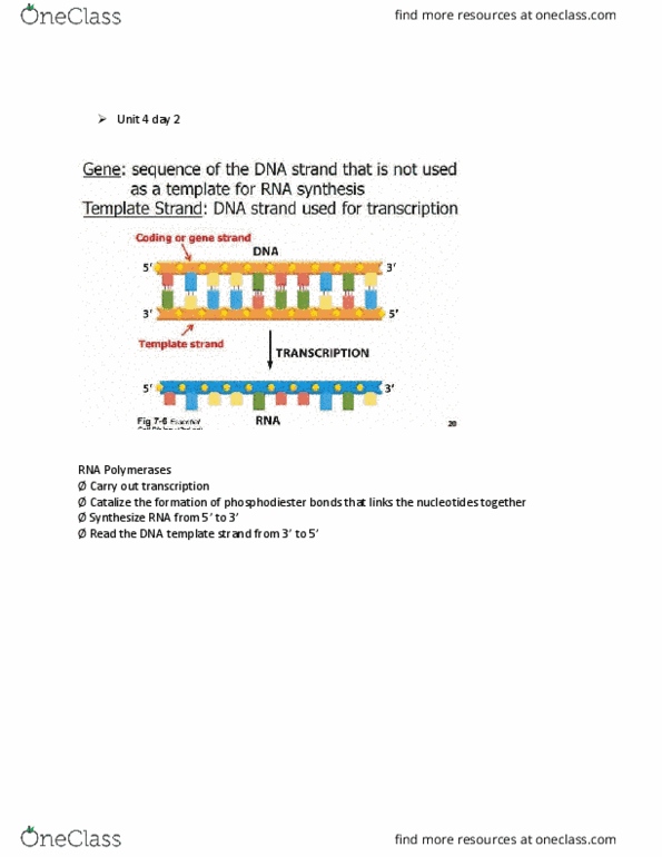 BIOL 205 Lecture Notes - Lecture 12: Tata Box, Transcription Factor Ii H, Sigma Factor thumbnail