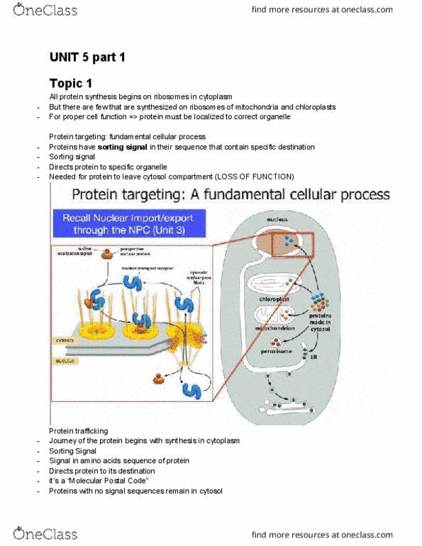 BIOL 205 Lecture Notes - Lecture 19: Nuclear Transport, Chief Operating Officer, Peroxisome thumbnail
