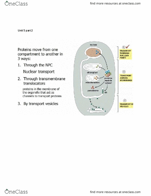 BIOL 205 Lecture Notes - Lecture 20: Cytosol, Chloroplast, Peroxisome thumbnail