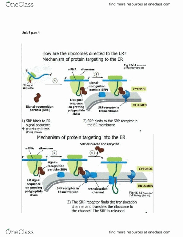 BIOL 205 Lecture Notes - Lecture 21: Transmembrane Protein, Cytosol, All England Law Reports thumbnail