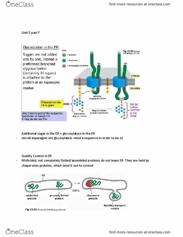 BIOL 205 Lecture Notes - Lecture 20: Cytosol, Golgi Apparatus, Transferase thumbnail