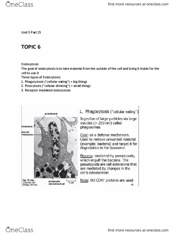 BIOL 205 Lecture Notes - Lecture 31: Golgi Apparatus, Pinocytosis, Dynamin thumbnail