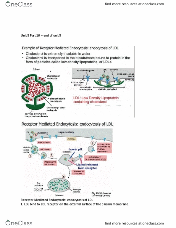 BIOL 205 Lecture Notes - Lecture 32: Cholesterol, Autophagosome, Phagosome thumbnail