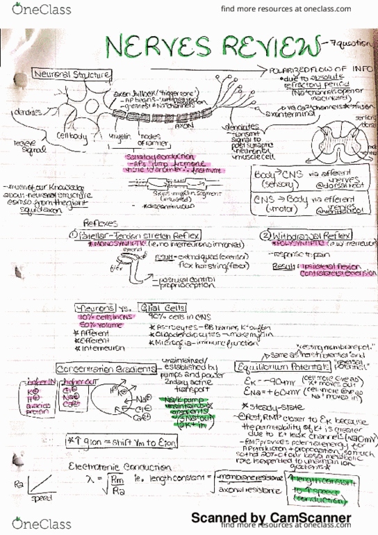 ALES204 Lecture Notes - Lecture 8: Dorsal Root Of Spinal Nerve thumbnail