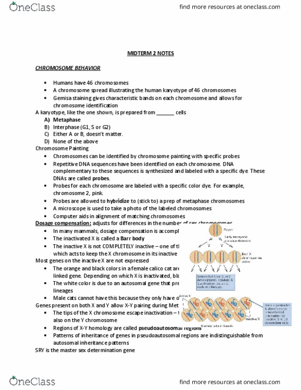 BIOL 2301 Lecture Notes - Lecture 2: Guanine, Lysogen, Sybr Green I thumbnail