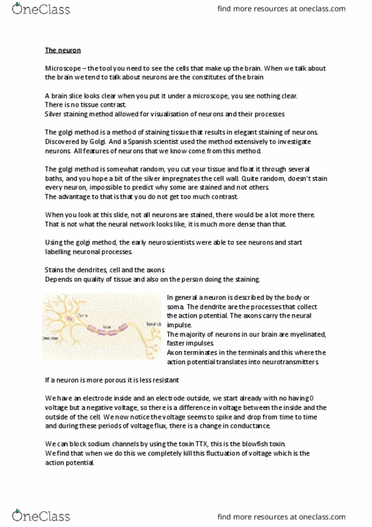 PSYC 212 Lecture Notes - Lecture 4: Sodium-Potassium Alloy, Membrane Potential, Receptive Field thumbnail