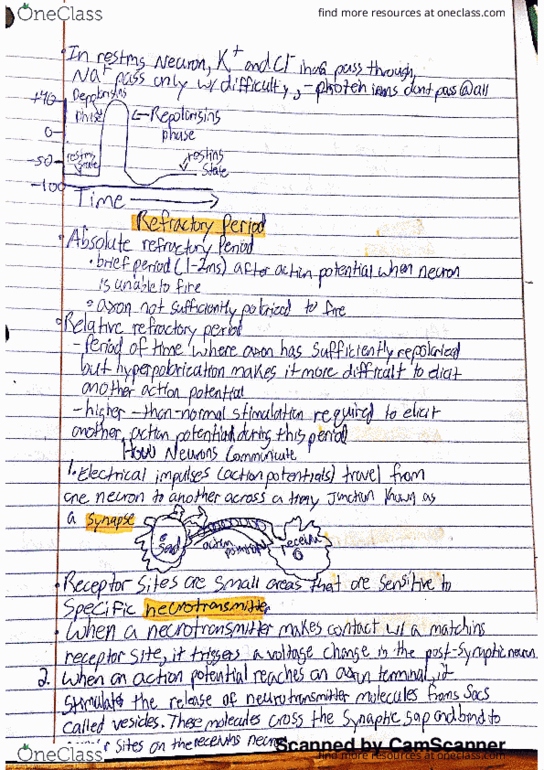 PSYCH 9A Lecture Notes - Lecture 4: Chief Operating Officer, Indo, Corpus Callosum thumbnail