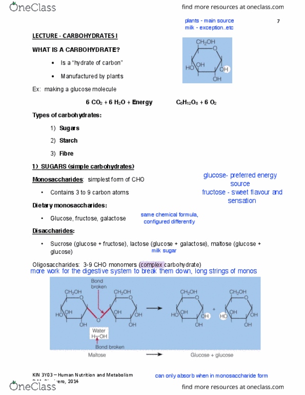 KINESIOL 3Y03 Lecture 2: Carbohydrates I thumbnail