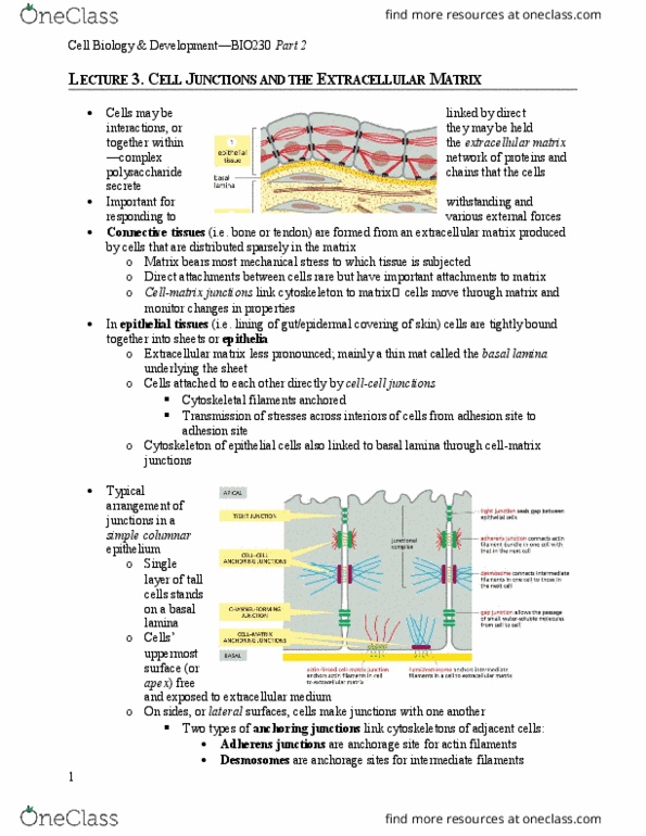 BIO230H1 Lecture Notes - Lecture 15: Adherens Junction, Basal Lamina, Extracellular Matrix thumbnail