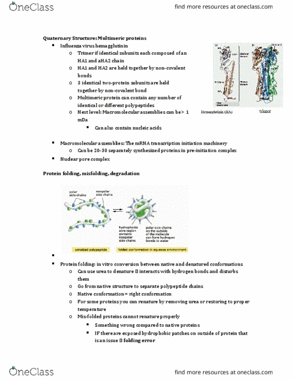 BIOL 200 Lecture Notes - Lecture 25: Nuclear Pore, Protein Folding, Non-Covalent Interactions thumbnail