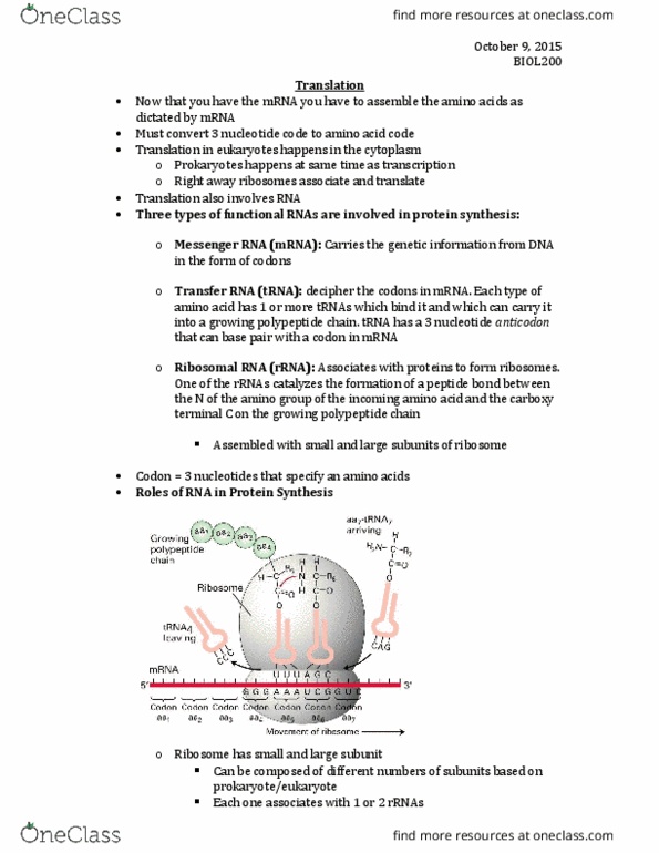 BIOL 200 Lecture Notes - Lecture 12: Ribosomal Rna, Messenger Rna, Peptide Synthesis thumbnail