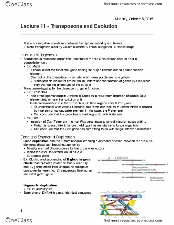 BIOL 200 Lecture Notes - Lecture 11: Segmental Duplication, Gene Duplication, P Element thumbnail