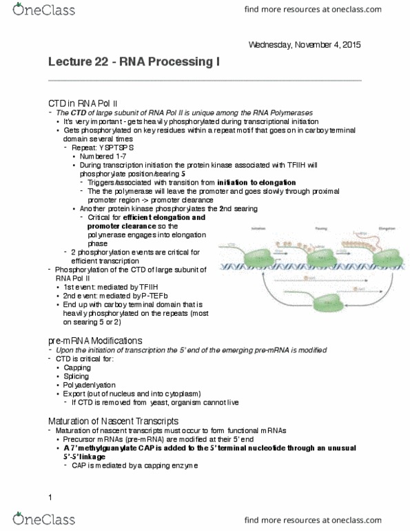 BIOL 200 Lecture Notes - Lecture 22: Carboy, Transcription Factor Ii H, Protein Kinase thumbnail