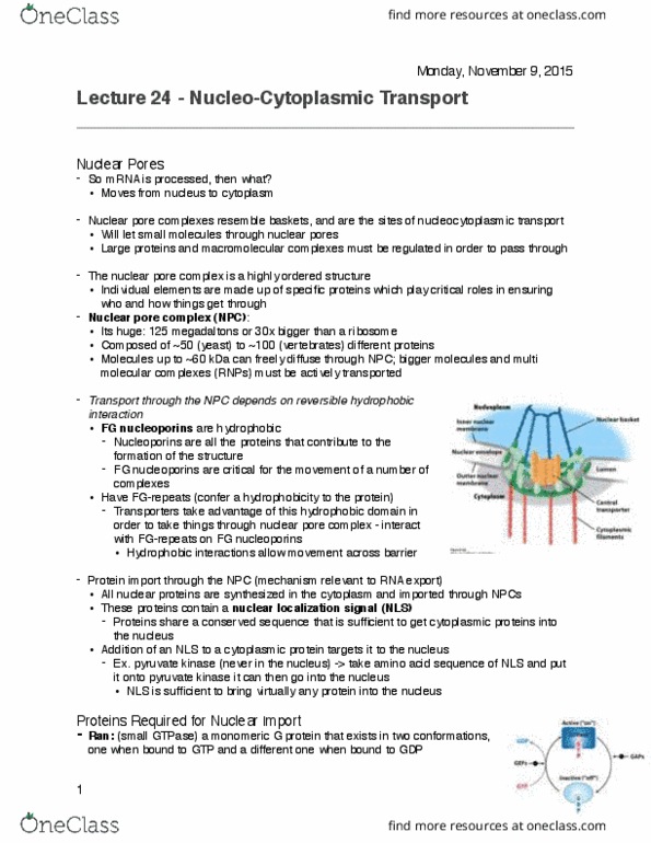 BIOL 200 Lecture Notes - Lecture 24: Nuclear Localization Sequence, Nuclear Export Signal, Nuclear Pore thumbnail