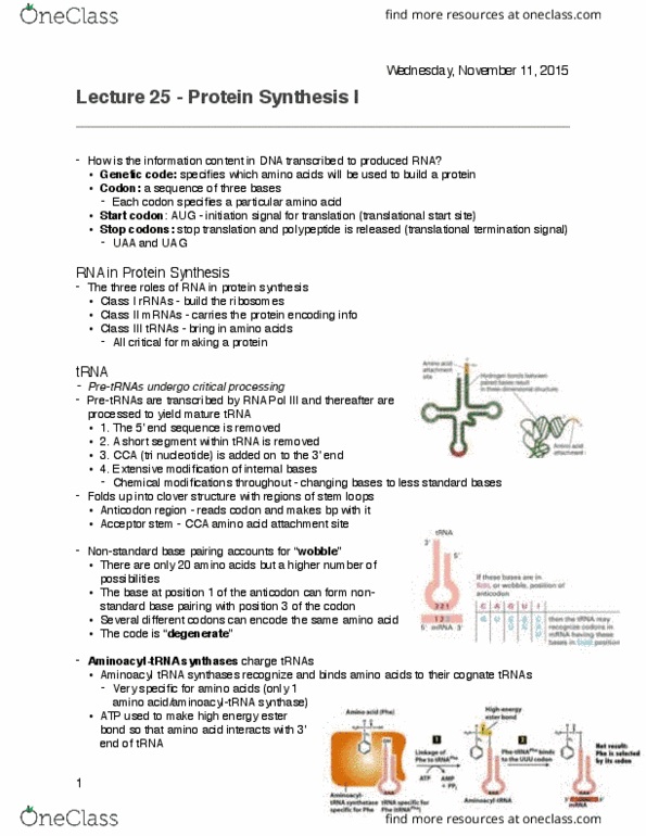 BIOL 200 Lecture Notes - Lecture 25: Aminoacyl-Trna, Start Codon, Transfer Rna thumbnail