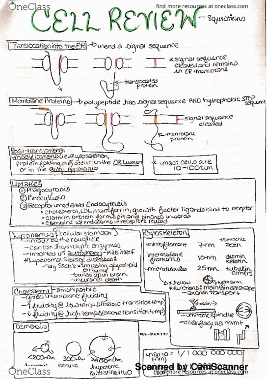 ACCTG322 Lecture Notes - Lecture 10: Cholesterol, Antiporter, Tubulin thumbnail