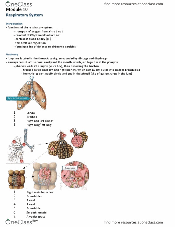 Physiology 2130 Lecture Notes - Lecture 10: Intrapleural Pressure, Transpulmonary Pressure, Alveolar Pressure thumbnail