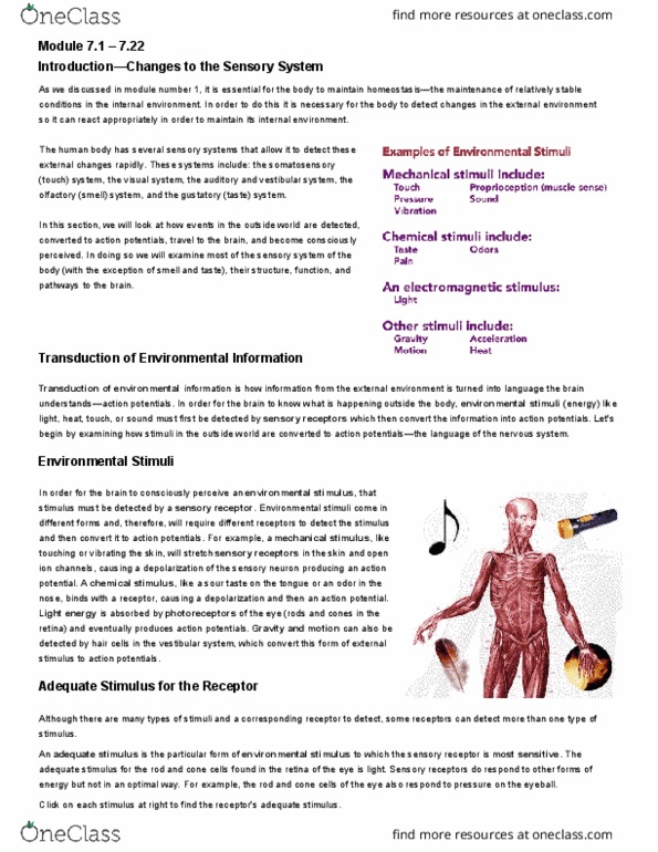 Physiology 2130 Lecture Notes - Lecture 7: Cone Cell, Rod Cell, Sensory Neuron thumbnail