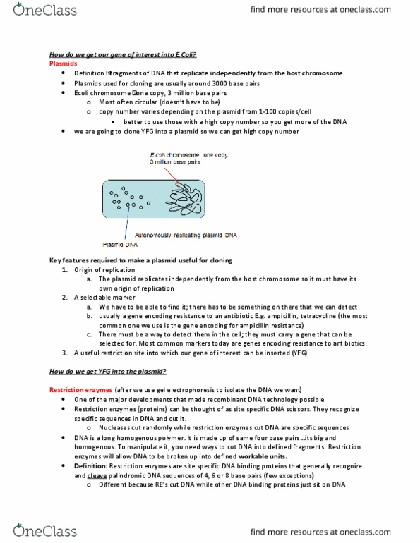 Biochemistry 2280A Lecture Notes - Lecture 35: Ampicillin, Selectable Marker, Plasmid thumbnail
